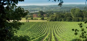 chapel-down-vineyard The Falstaff
